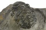 Detailed Austerops Trilobite - Ofaten, Morocco #323592-3